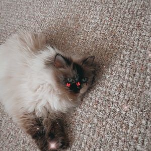 Meet your Posher, Taylor